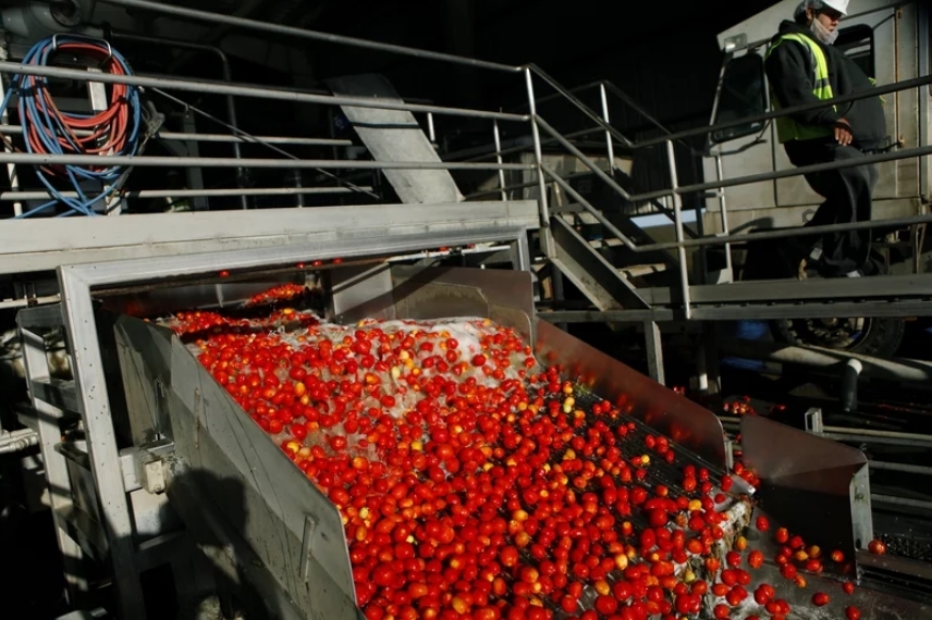Morning Star Company выращивает и перерабатывает помидоры