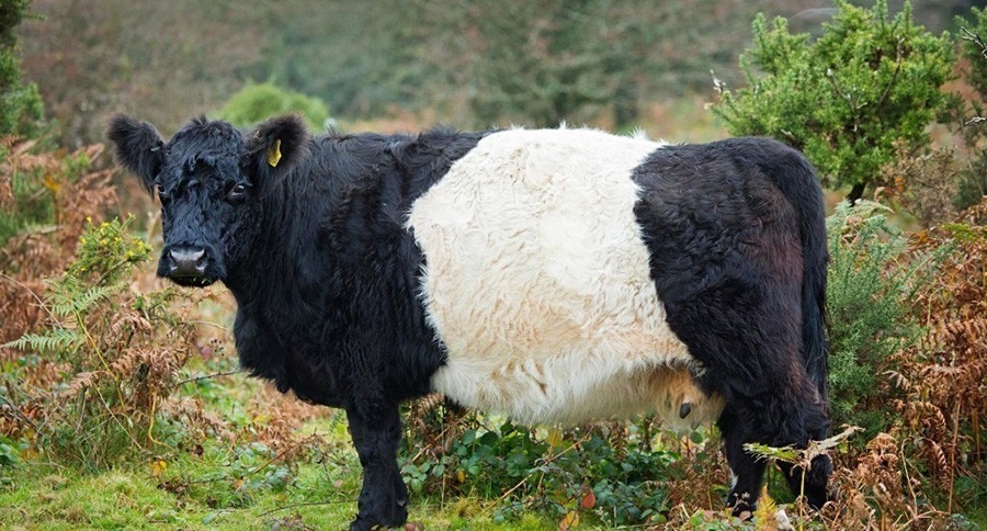 Коровы породы галловей похожи на пушистых медведей