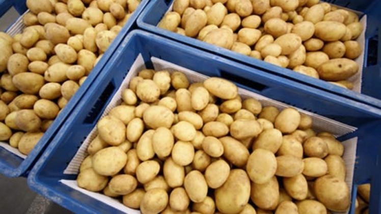 Срок хранения картофеля продолжают за счет обработки придаточных почек эфирными маслами