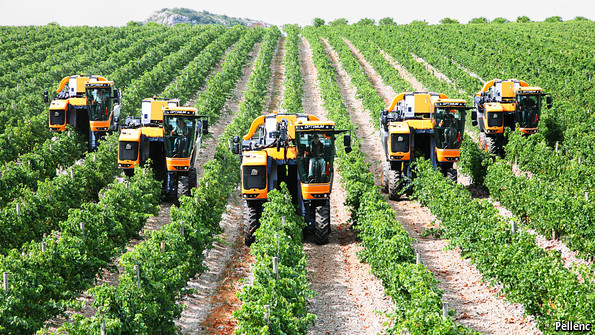В Израиле крайне низкие потери при уборке урожая винограда