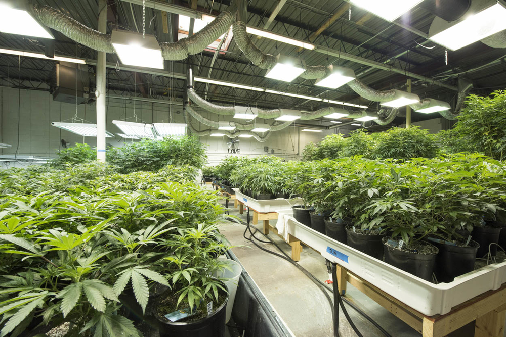 Выращивание марихуаны в голландии побочные эффект марихуаны