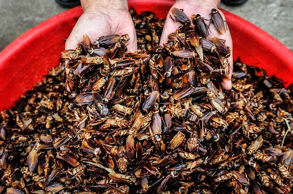 Самая инновационная ферма в мире производит 6 млрд тараканов в год