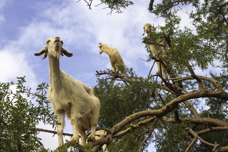 Зачем козы в Марокко забираются на деревья и как на этом зарабатывают фермеры?