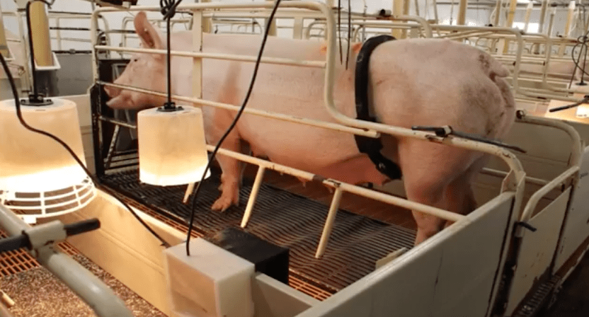 Вибропояс для свиней от SwineTech
