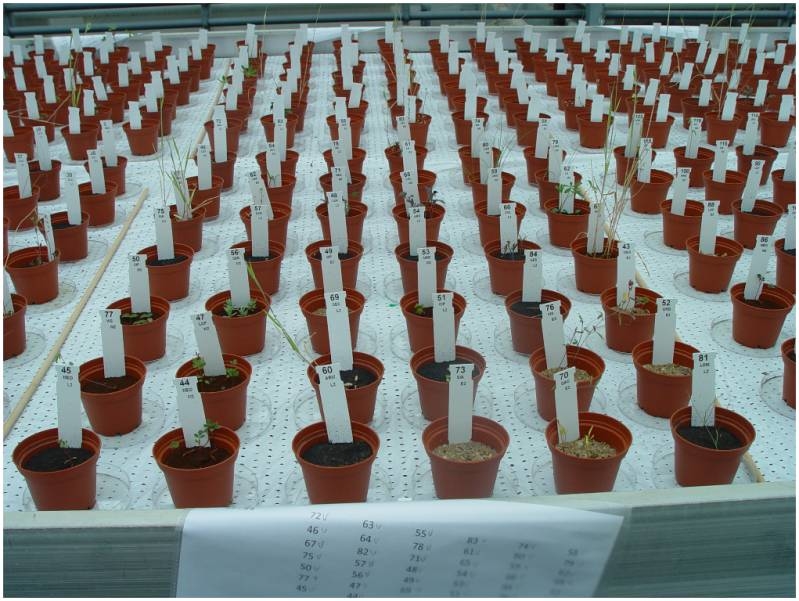Выращивание растений в марсианском грунте