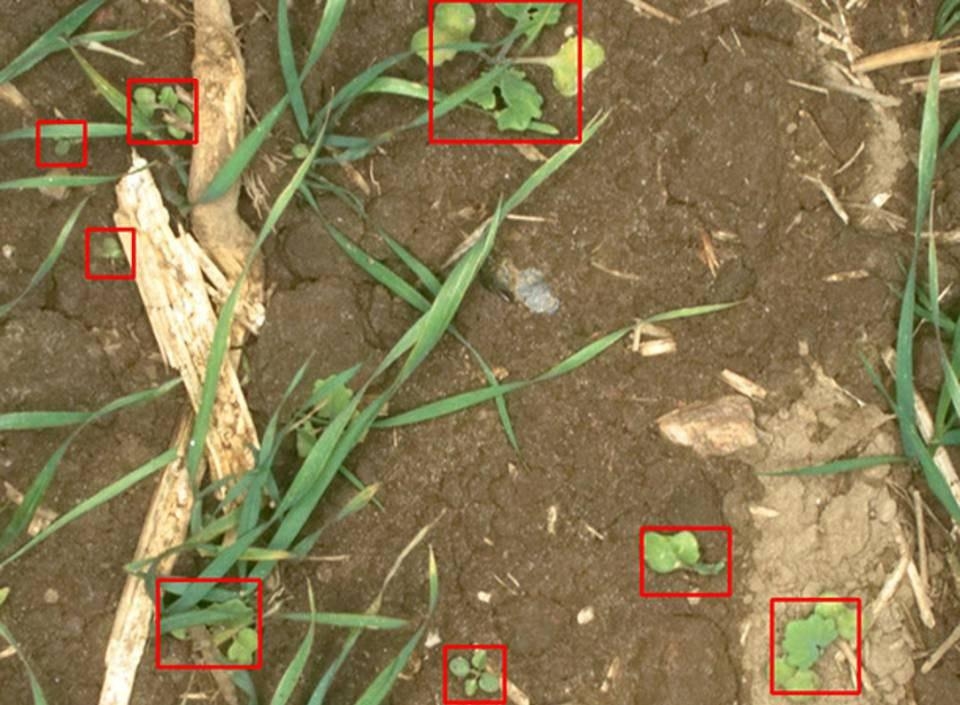 Используя современное машинное обучение, система может идентифицировать сорняки и их популяции прямо во время операций распыления.